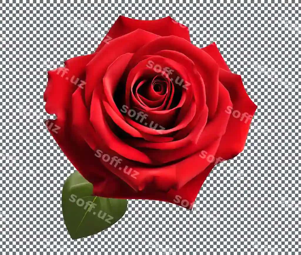 Qizil gul ajraltirilgan shaffof orqa fonda | Red rose isolated transparent background