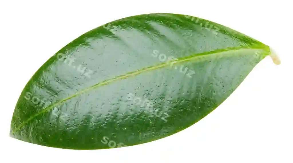 Mangal yaproqlari ajraltirilgan oq fonda mangal klippi yo'li ovqat fotosurat | Mango leaves isolated white background mango clipping path food photography 2