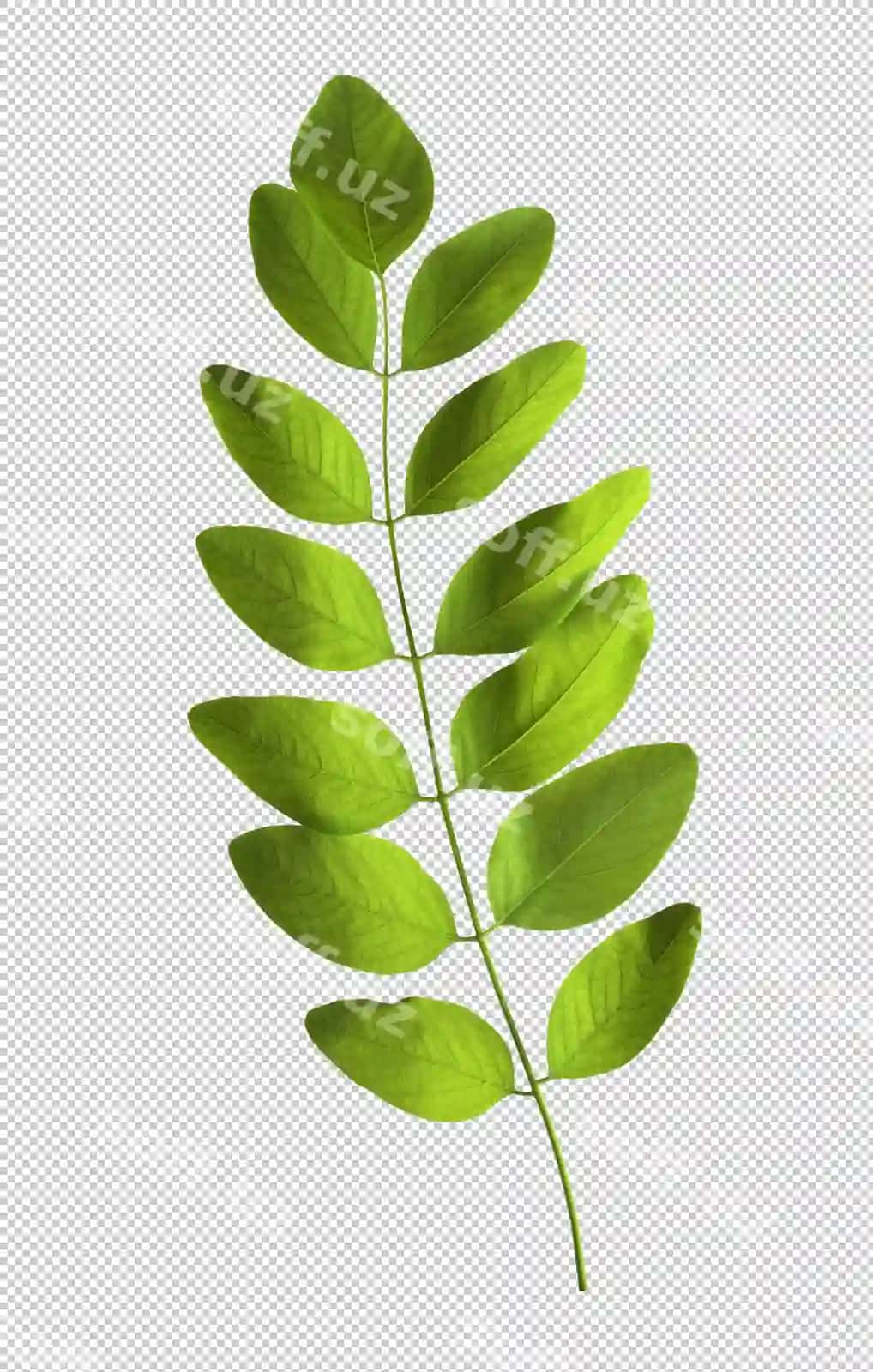 Yashil barglar shaffof fon | Green leaves transparent background