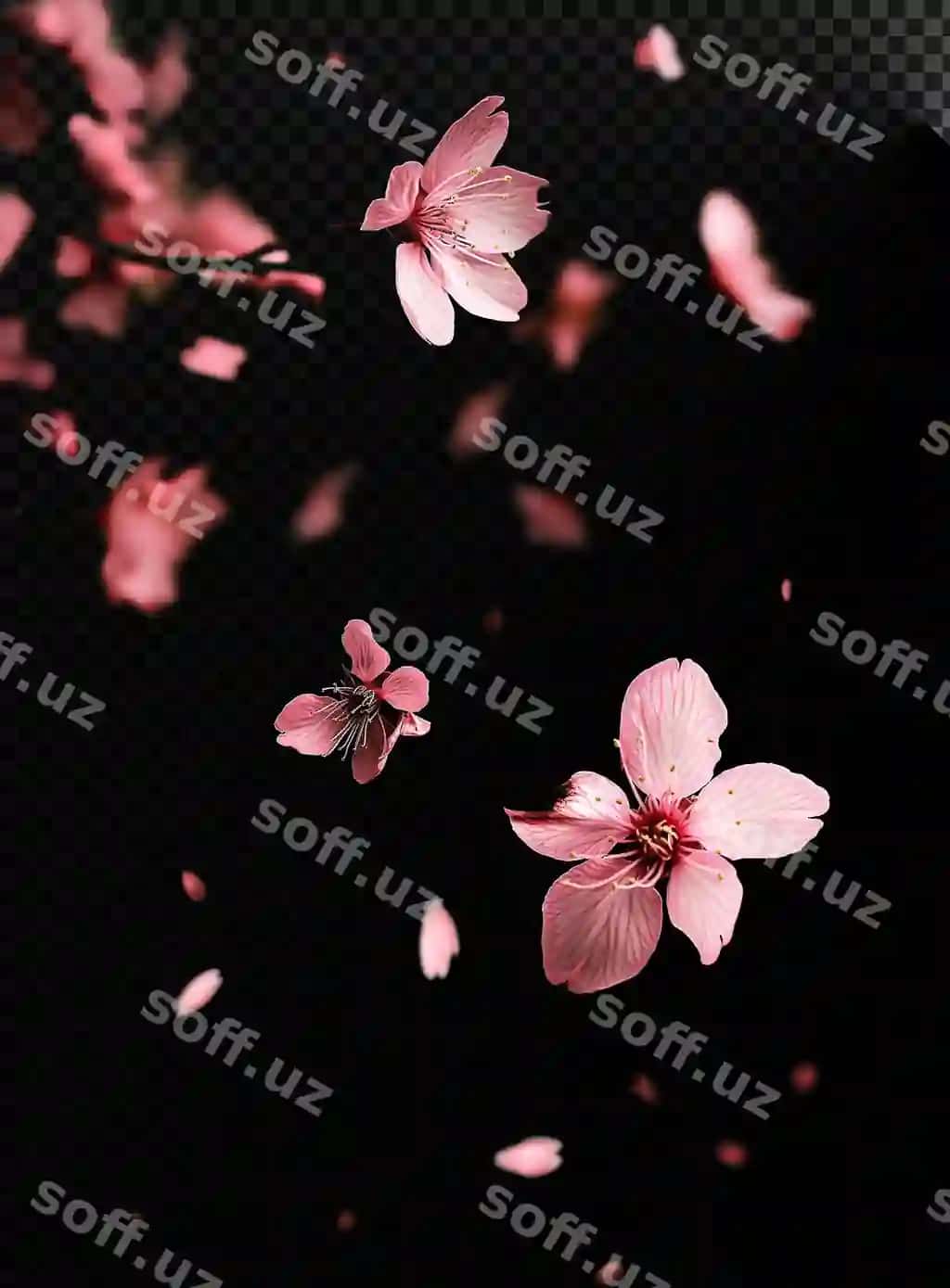 Kuz barglari ko'k osmon qarshisida tushyotgan | Autumn leaves falling against blue sky 2