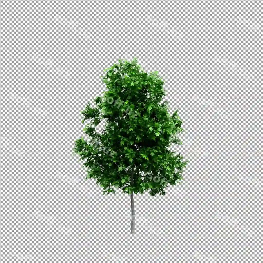 Chiroyli shoir 3d renderizatsiyasi, ajralangan | Beautiful plant 3d rendering isolated