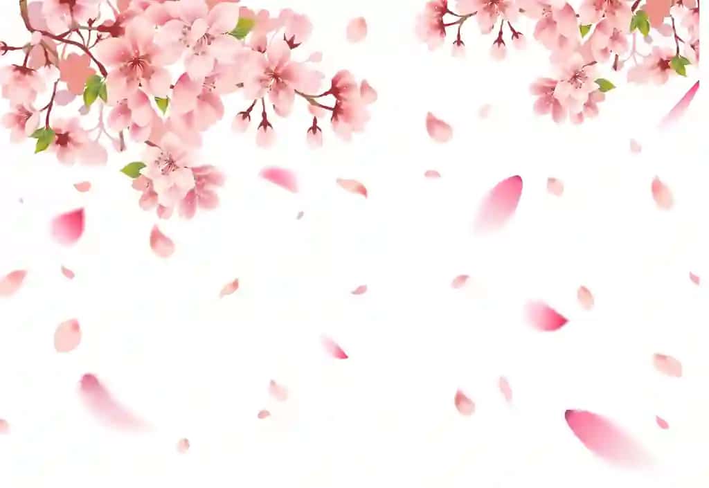 Olcha guli sakura oq orqa fon | Cherry blossom sakura white background