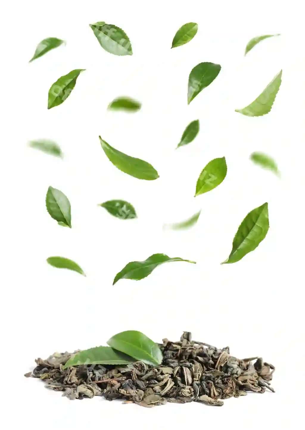 Quruq yangi choy yaproqlari oq fonda | Dry fresh tea leaves white background