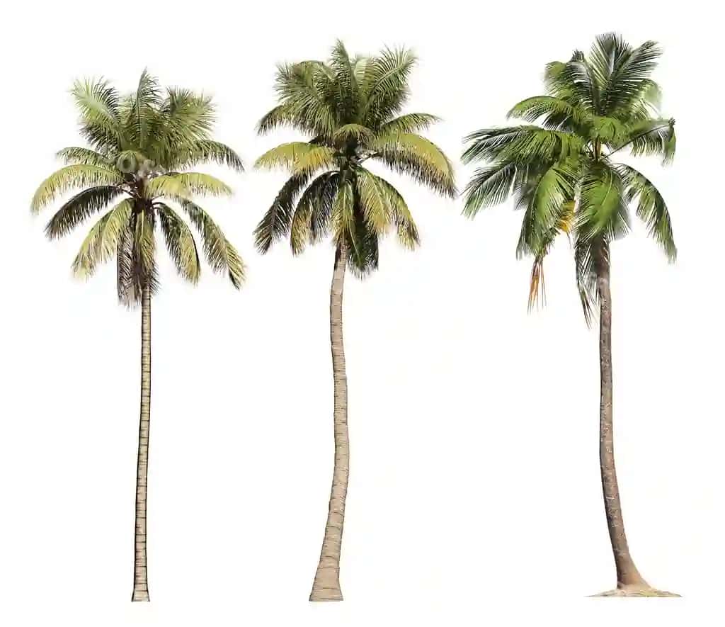 3d illustratsiya nong'imat Cocos nucifera palmachilar tropik | 3d illustration coconut cocos nucifera palm trees tropical