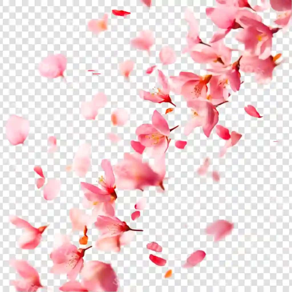 Pink gilos gullari, tushadigan yelpi, bahor gullari, tabiat go'zalligi | Pink cherry blossoms falling petals spring flowers nature beauty 2