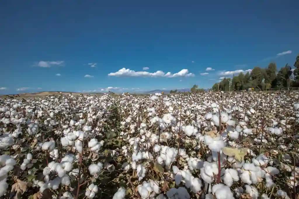 Paxta pishgan dala oppoq paxta terish vaqti | Cottons ripened field white cottons harvest time