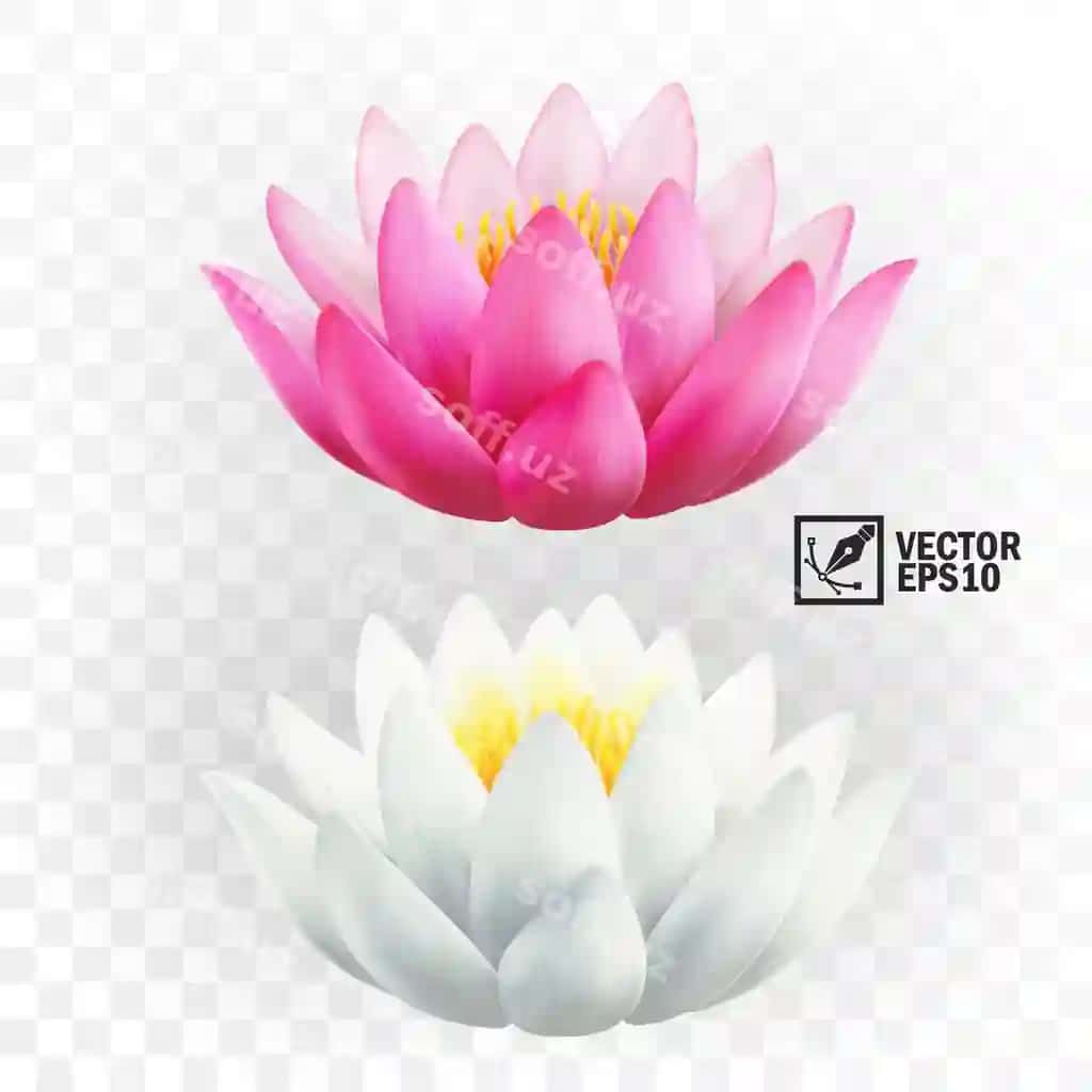 3d realistik pink oq lotus gullari | 3d realistic pink white lotus flowers 2