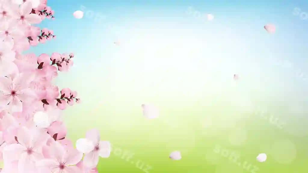Yorqin pushti roʻya gulhovi bilan fon | Background with blossoming light pink sakura flowers