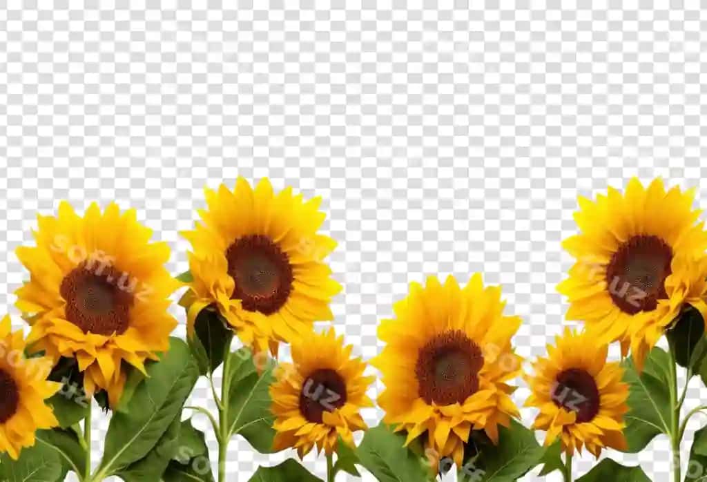 Png yorqin qizilgullar oq fonga qaramay | Png bright sunflowers against white background
