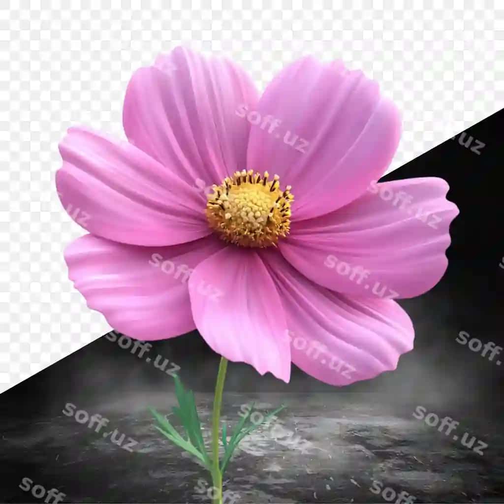 Binafsha gul old shaffof orqa fonda ko'rsatiladi | Pink flower is shown front transparent background