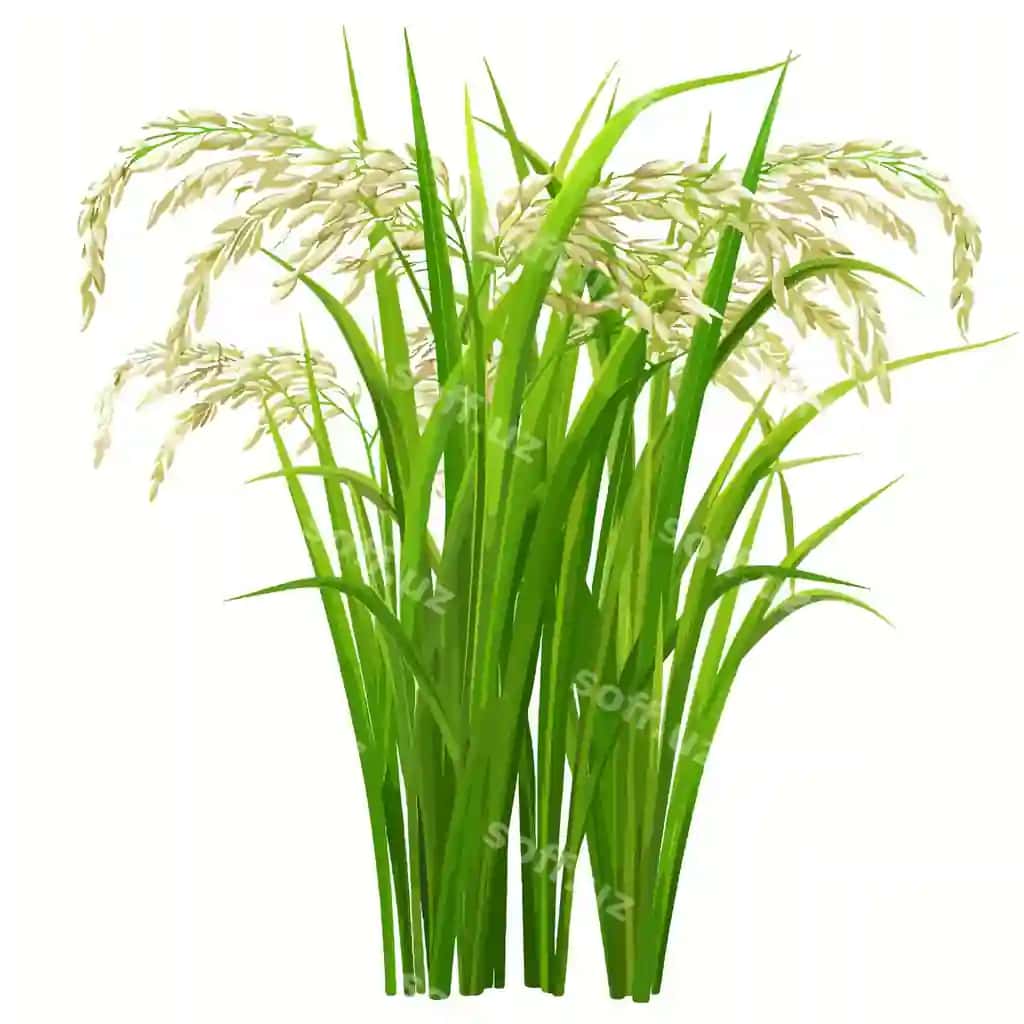 Yashil o'simlik oq gullari bilan so'z voha u | Green plant with white flowers word wild it 2