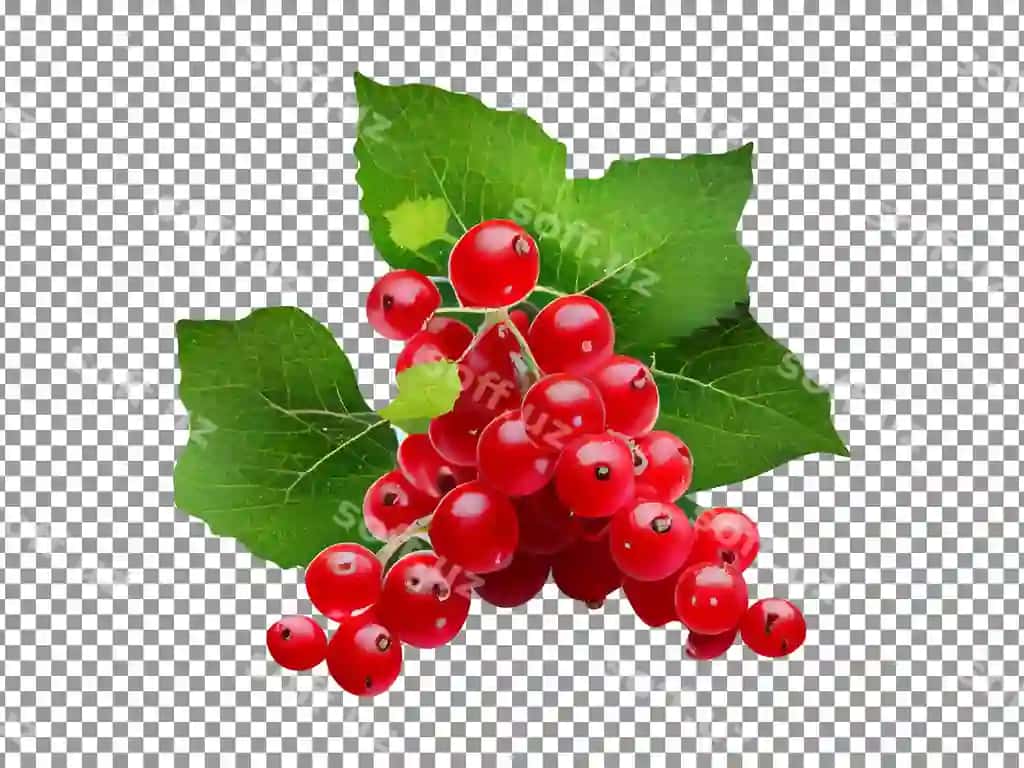 Taze qizil kons dastlabi ajraltirilgan shaffof fonda | Fresh red currants bunch isolated transparent background