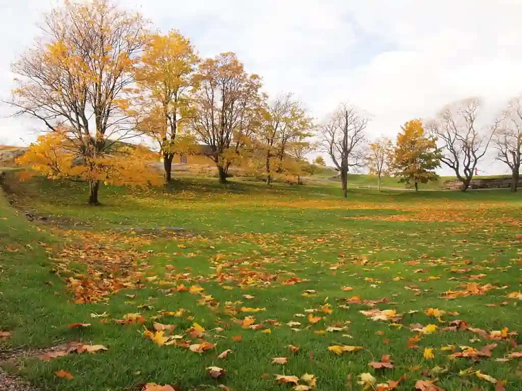 Kuzgi daraxtlar | Trees field autumn