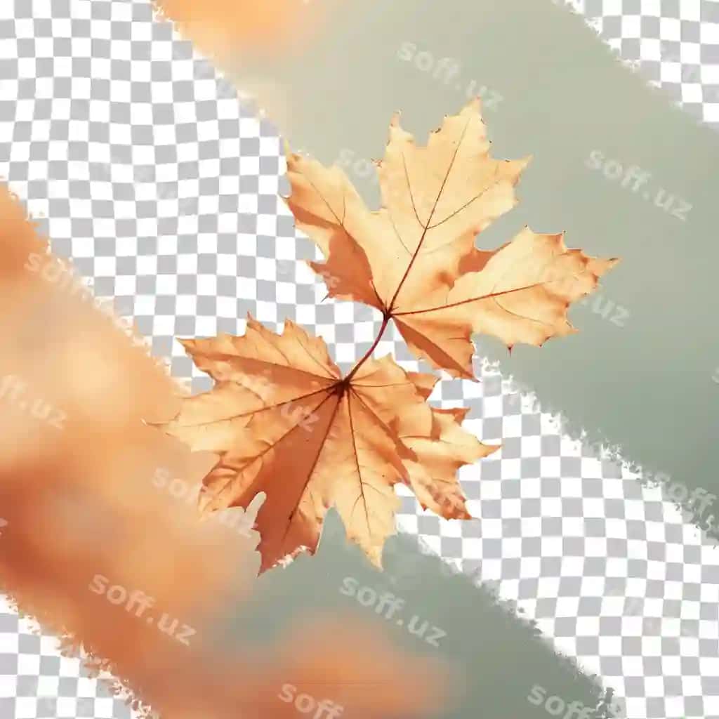 Guruch varaq yaqinlik shaffof orqa fonda | Autumn leaf closeup against transparent background 2