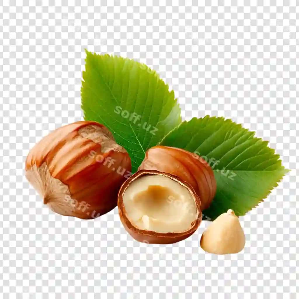 Barglari shaffof fon bilan yangi findiq | Fresh hazelnuts with leaves transparent background