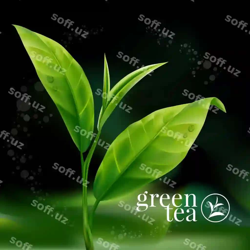 Haqiqiy yashil choy yaproqlari | Realistic green tea leaves