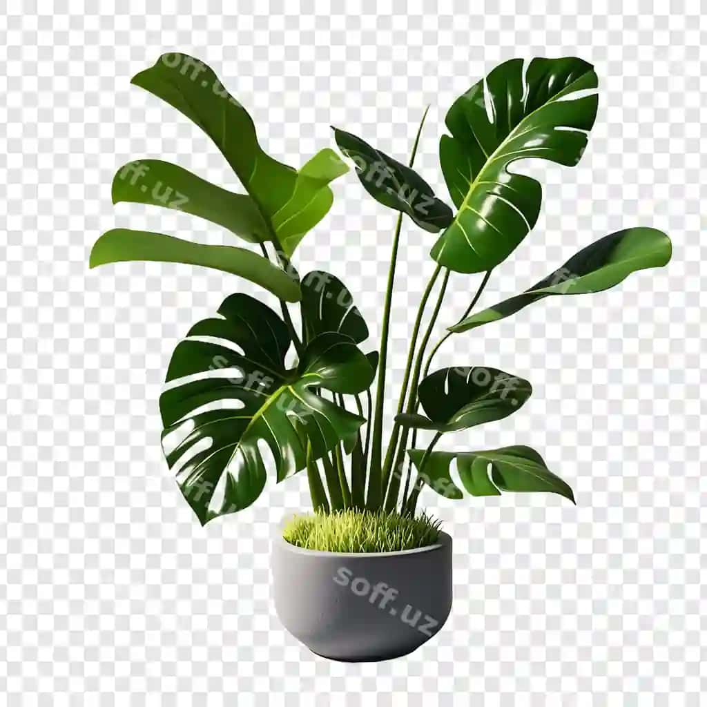 O'simlik qozoni shaffof orqa fonda ko'rsatilgan. | Plant pot is shown transparent background