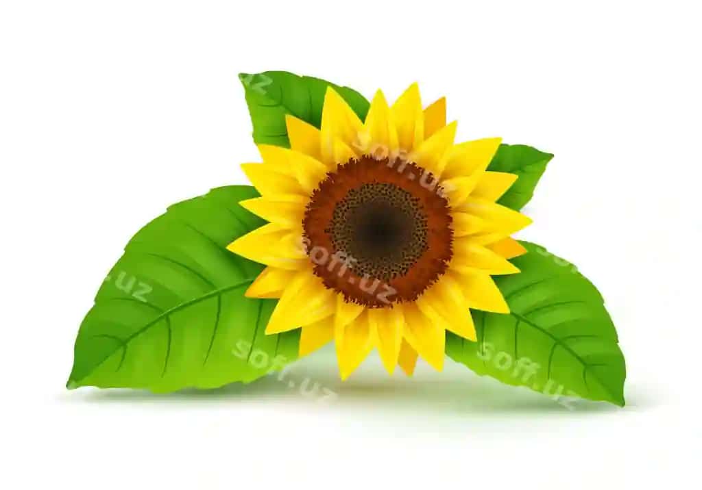 Qizilqovoq realistik ikon vektor ajraltirilgan sariq qizilqovoq guli | Sunflower realistic icon vector isolated yellow sunflower blossom