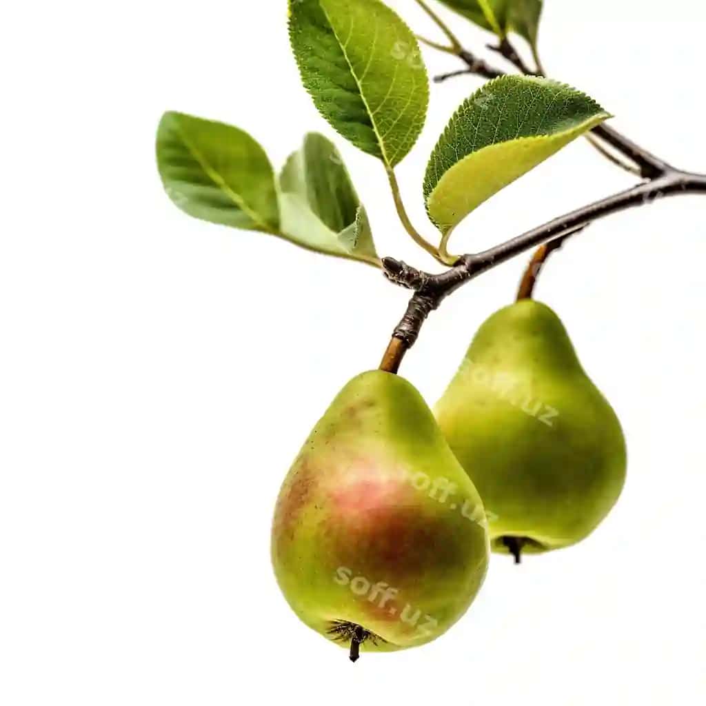 Anor daraxti yashil barglar bilan, yashil anor u. | Pear tree with green leaves green pear it