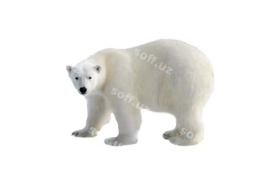 Polor ber ursus maritimus ajraltirilgan oq fonda | Polar bear ursus maritimus isolated white background