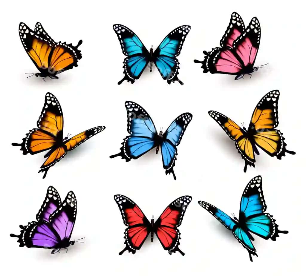 Katta rangli farforlar to'plami | Big collection colorful butterflies
