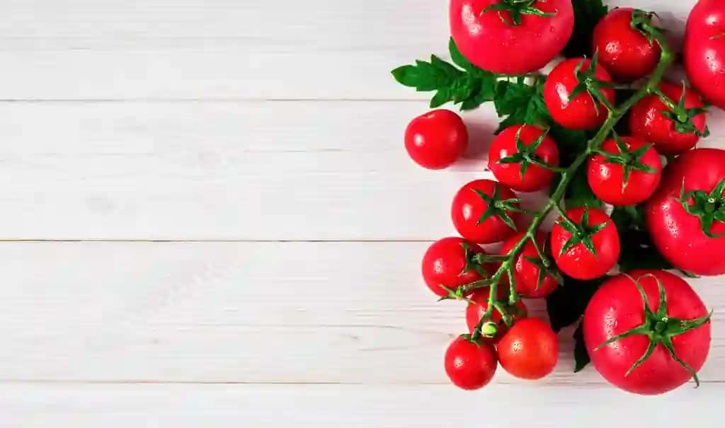 Barglari yuqori o'ng burchagida oq rustik yog'och yuzasi bilan yangi pomidor filiali | Fresh tomatoes branch with leaves upper right corner white rustic wooden surface