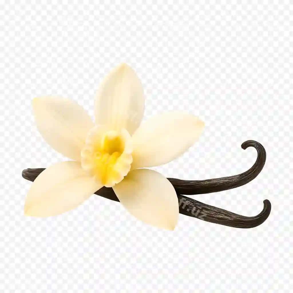 Vanil gul bo'yoqlari shaffof orqa fonda | Vanilla flower pods transparent background 2