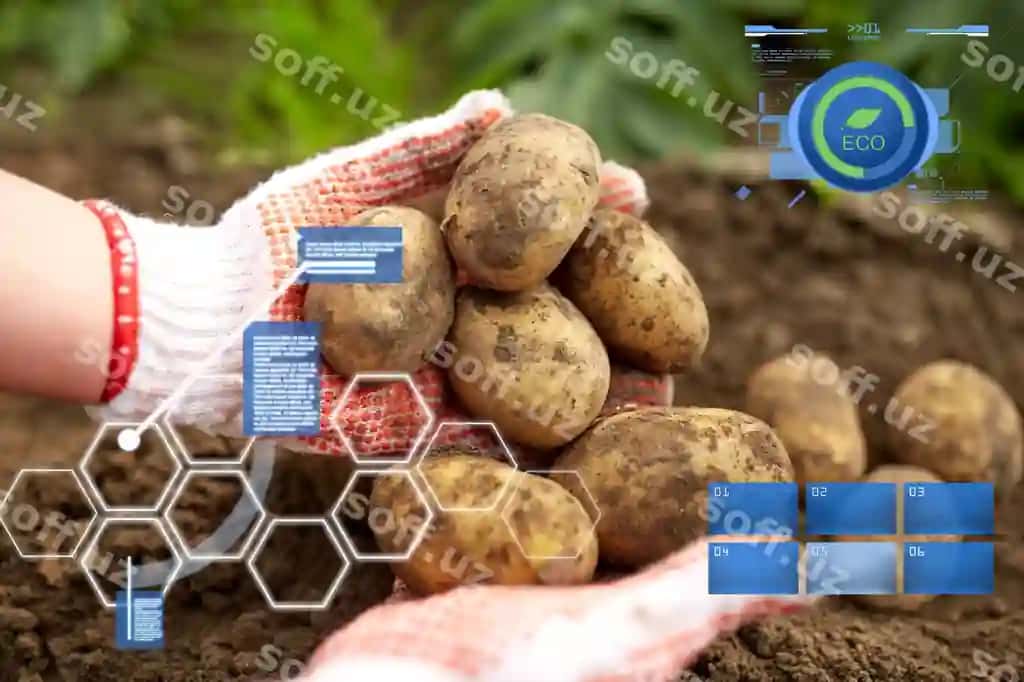 Organik fermerlik chuqurlik odamlar tushunchasi kartoshkali fermer fermerlik bog | Organic farming agriculture people concept farmer with potatoes farm garden