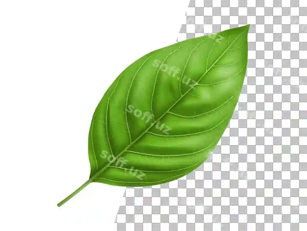 Yashil varaq shaffof orqa fonda | Green leaf that is transparent background