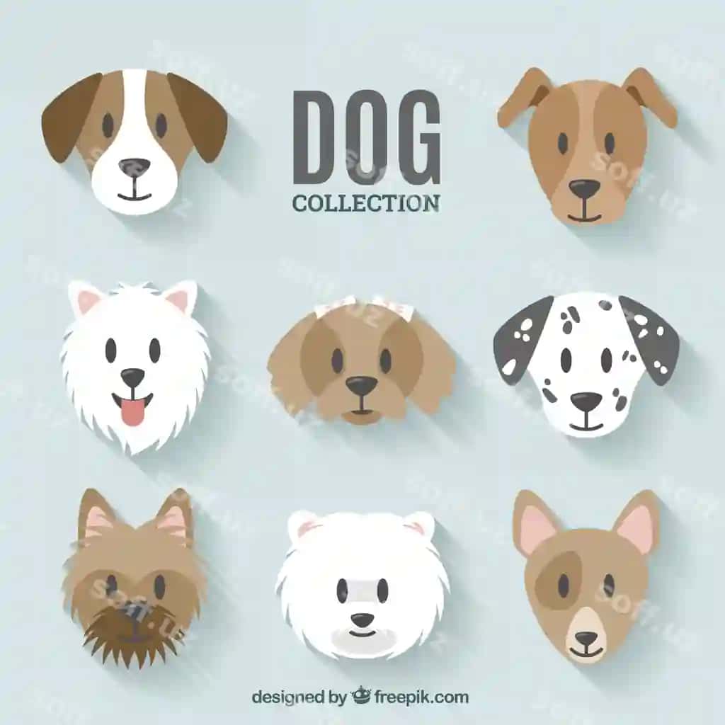 It to'plam dizayni | Dog collection design