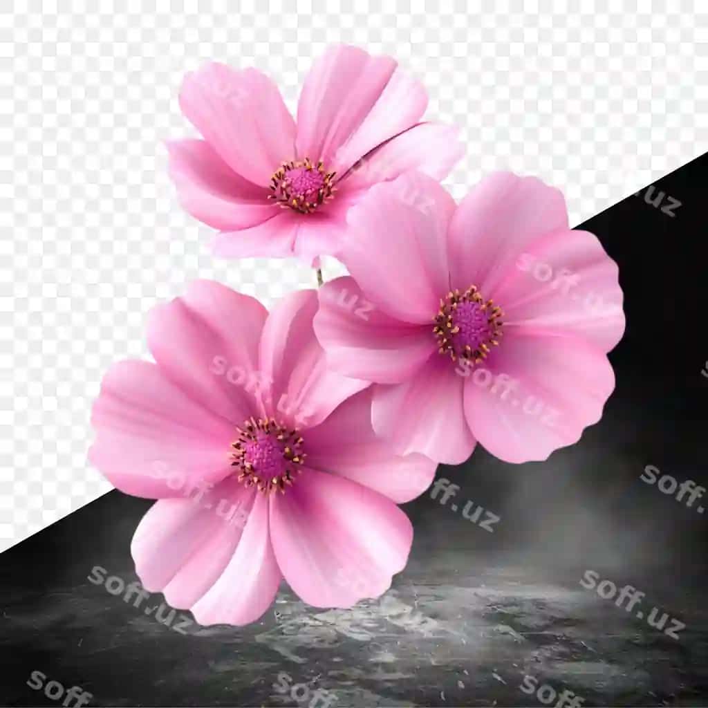 Pushti gullar qora fonda, qora fonda bilan | Pink flowers black background with black background