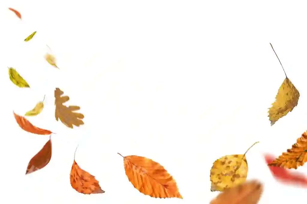 Tushyotgan kuz bargi ajralgan oq kuz bargi tushyotgan yer kuz bargi tushyotgan aylanayotgan | Falling autumn foliage isolated white autumn leaves falling ground autumn leaves falling spinning