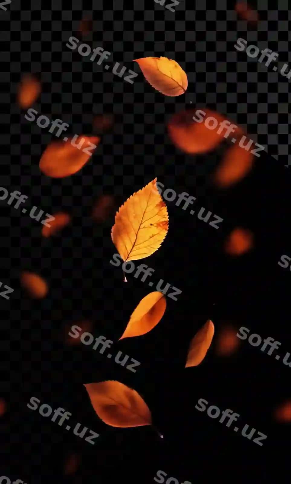 Kuz barglari suzuvchi havo shaffof fon | Autumn leaves floating air transparent background