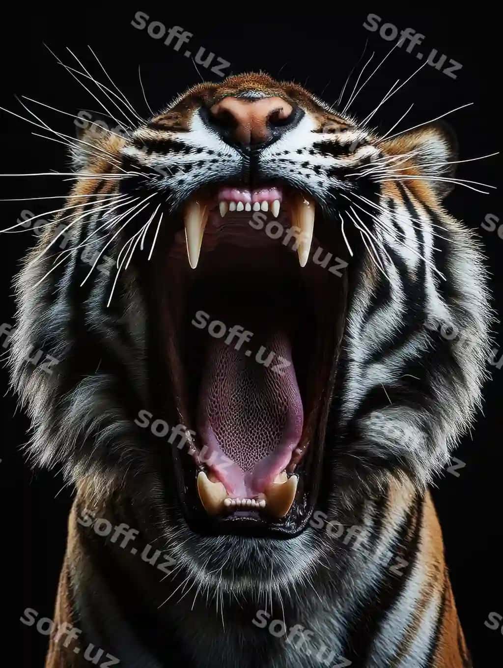 Ochiq og'zili borsin, og'zi ochiq | Tiger with its mouth open with mouth open 2