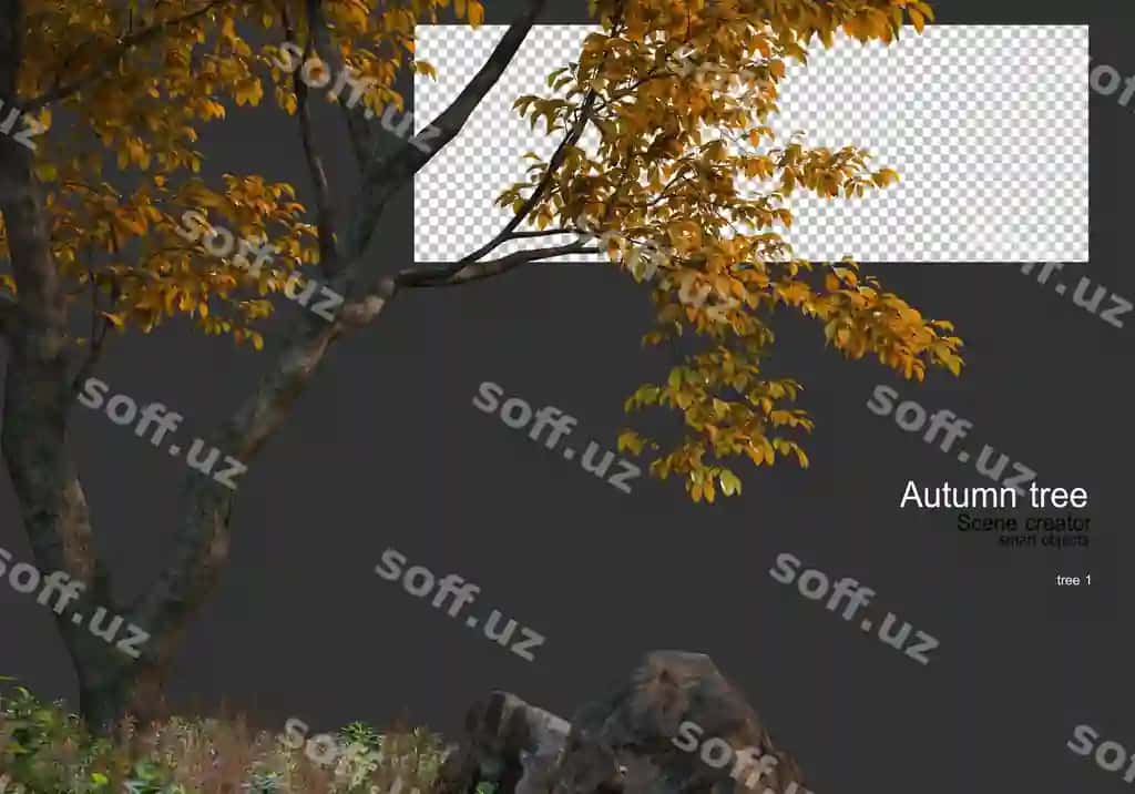 Turli xil daraxtlar choadarlar kuz | Various trees grasses autumn