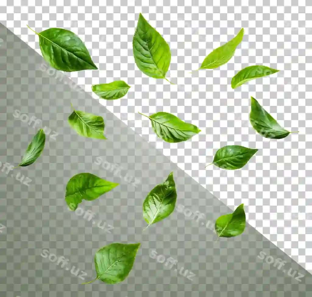 Yangi yashil varaq oq fonda tarqatilgan kesilgan stok png | Fresh green leaves scattered white background cut out stock png