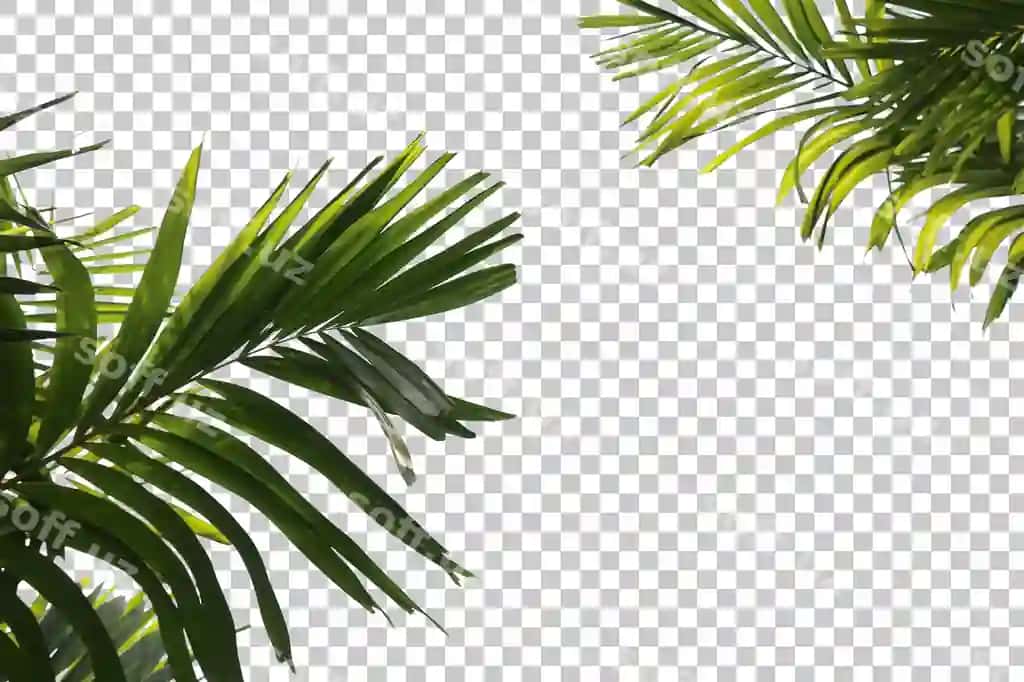 Palm shitlari old fonda darchalangan | Palm tree leaves foreground isolated