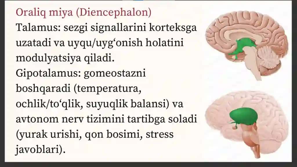 Bosh miya turli bo'limlari faoliyatini o'rganish. Bosh miya yarim sharlar pustlog'ing fiziologiyasi.