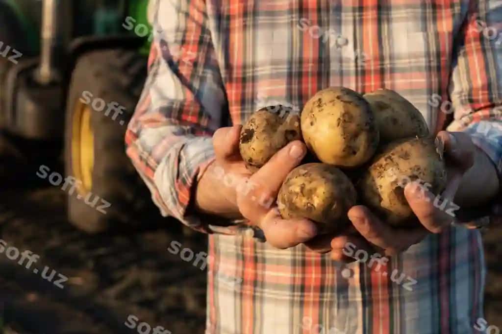 Kartoshka qo'llar fermer | Potatoes hands farmer 2