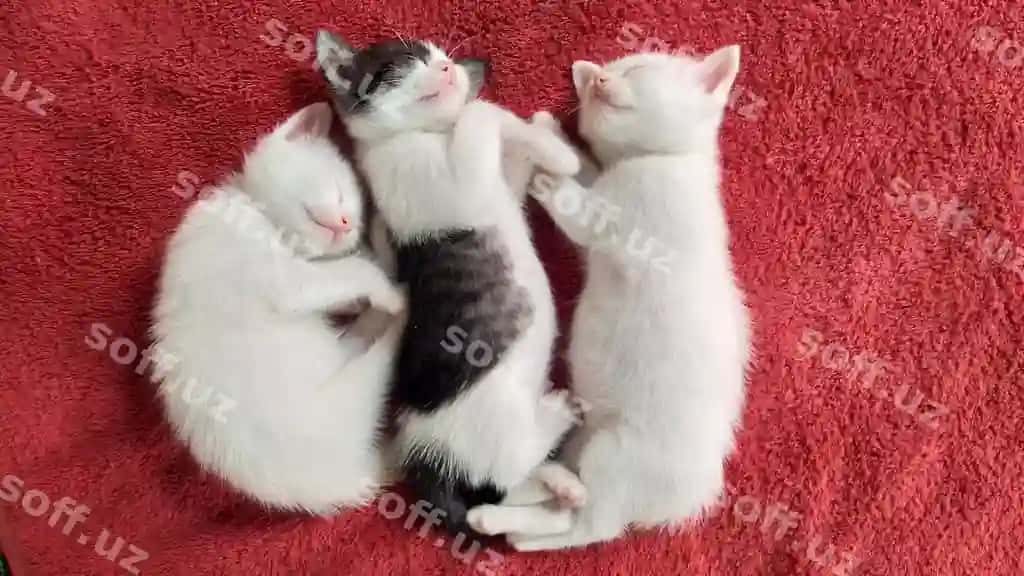 Yuqori burchakdan ko'rinish mushukli gilam | High angle view cats carpet