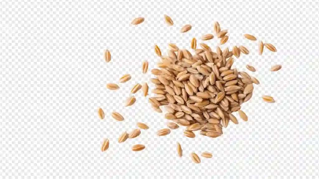 Sayyoh bögʻlari shaffof orqa fonda | Grains sesame transparent background