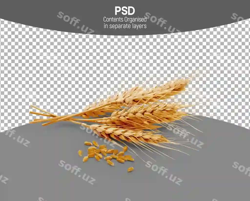 Buğum shaffof fonda ajraltirilgan | Wheat isolated transparent background