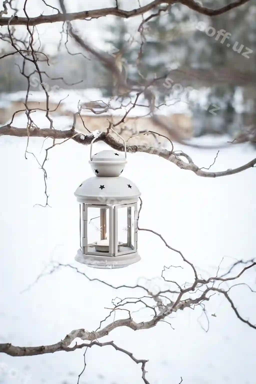 Yaqin rasmda yog'ochsiz daraxtga asib turgan fonar | Close up lantern hanging bare tree 2