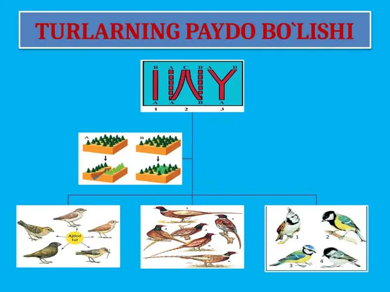 TURLARNING PAYDO BO‘LISHI