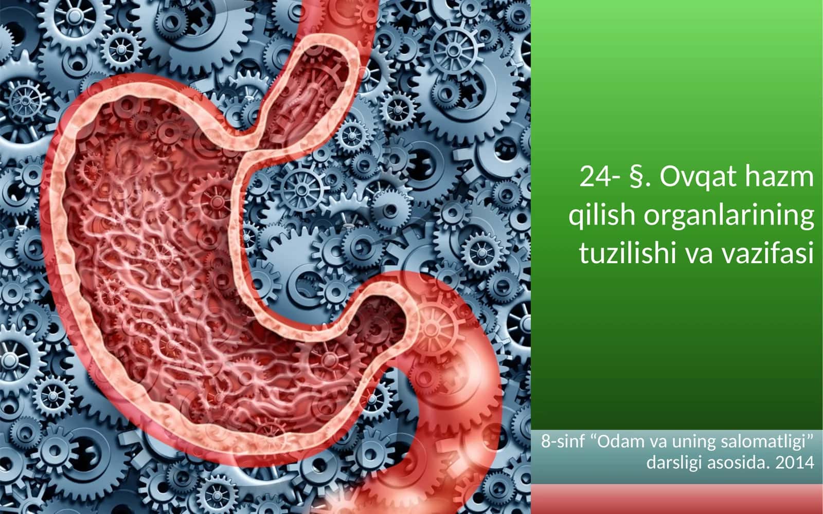 Ovqat hazm qilish organlarining tuzilishi va vazifasi
