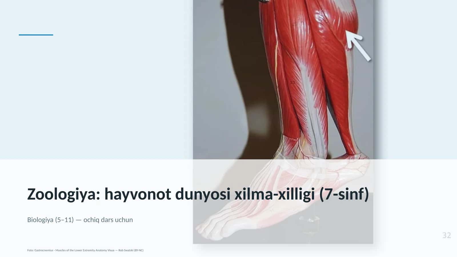 Zoologiya: hayvonot dunyosi xilma-xilligi (7-sinf)
