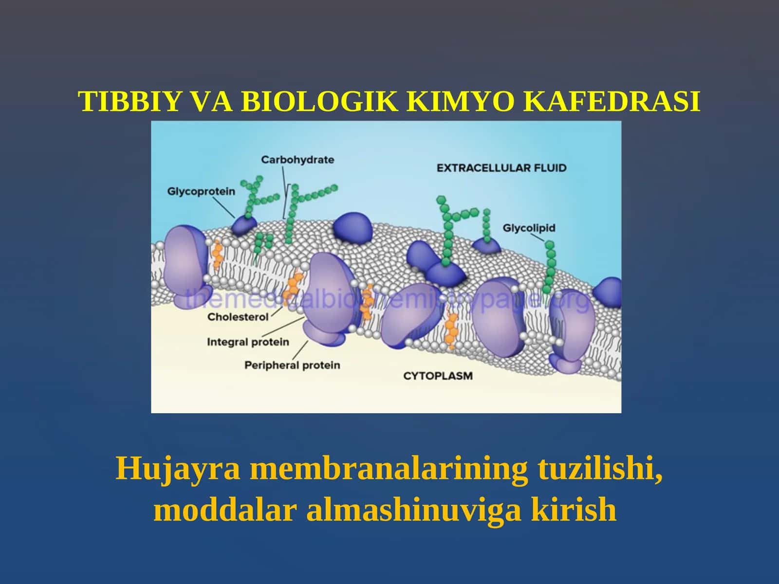 Hujаyrа mеmbrаnаlаrining tuzilishi, mоddаlаr аlmаshinuvigа kirish