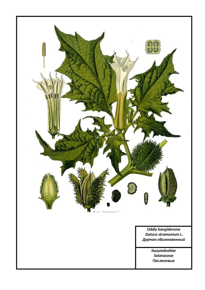 Oddiy bangidevona