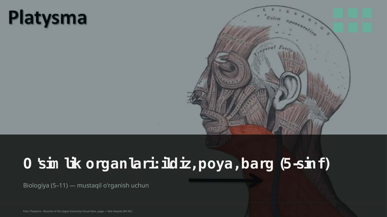 O'simlik organlari: ildiz, poya, barg (5-sinf)