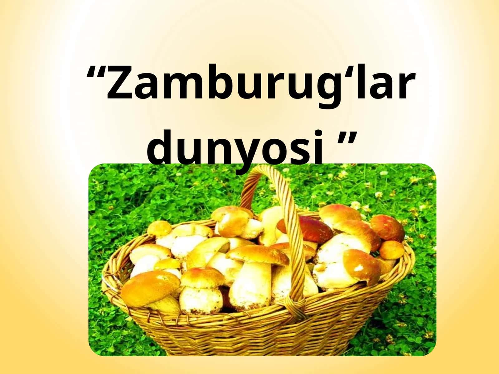 Zamburug‘lar dunyosi